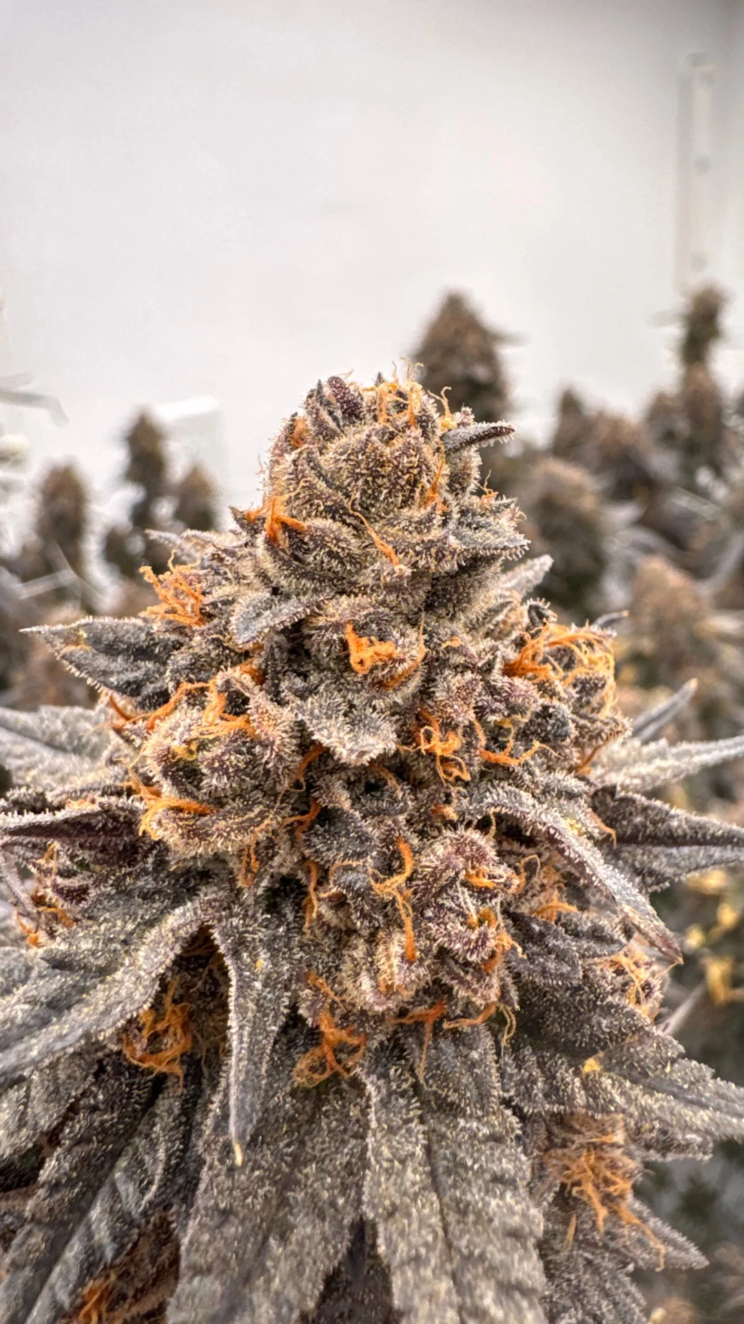 Close-up of a dark mature cannabis flower with orange pistils in the Mainezilla garden