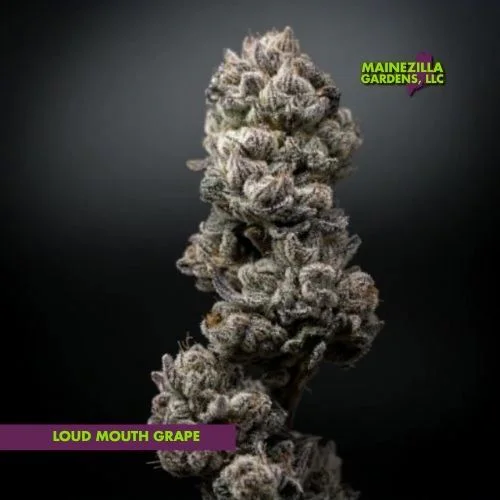 Rotating studio view of Mainezilla Loud Mouth Grape flower