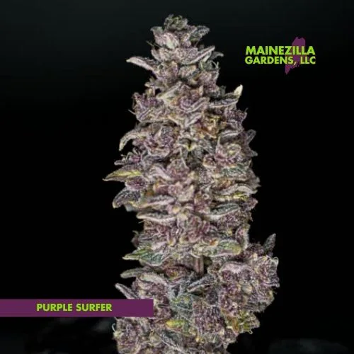 Alternate macro view of Purple Surfer flower from the Mainezilla garden