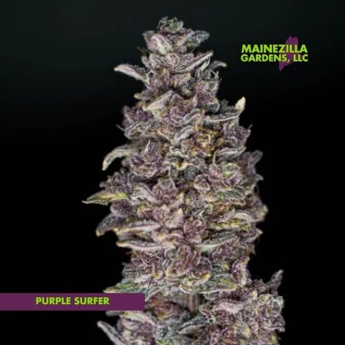 Detailed Purple Surfer flower photograph showing purple leaves and resin coverage