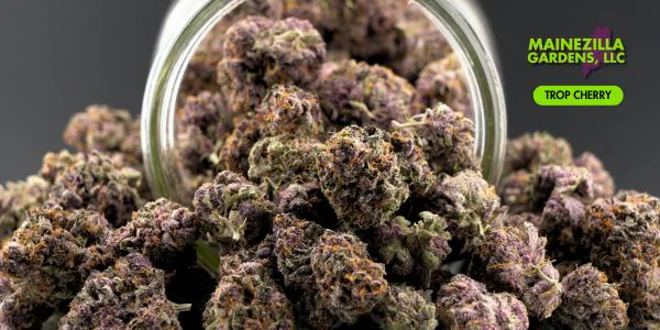 Harvested Mainezilla Trop Cherry flower displayed in a glass jar