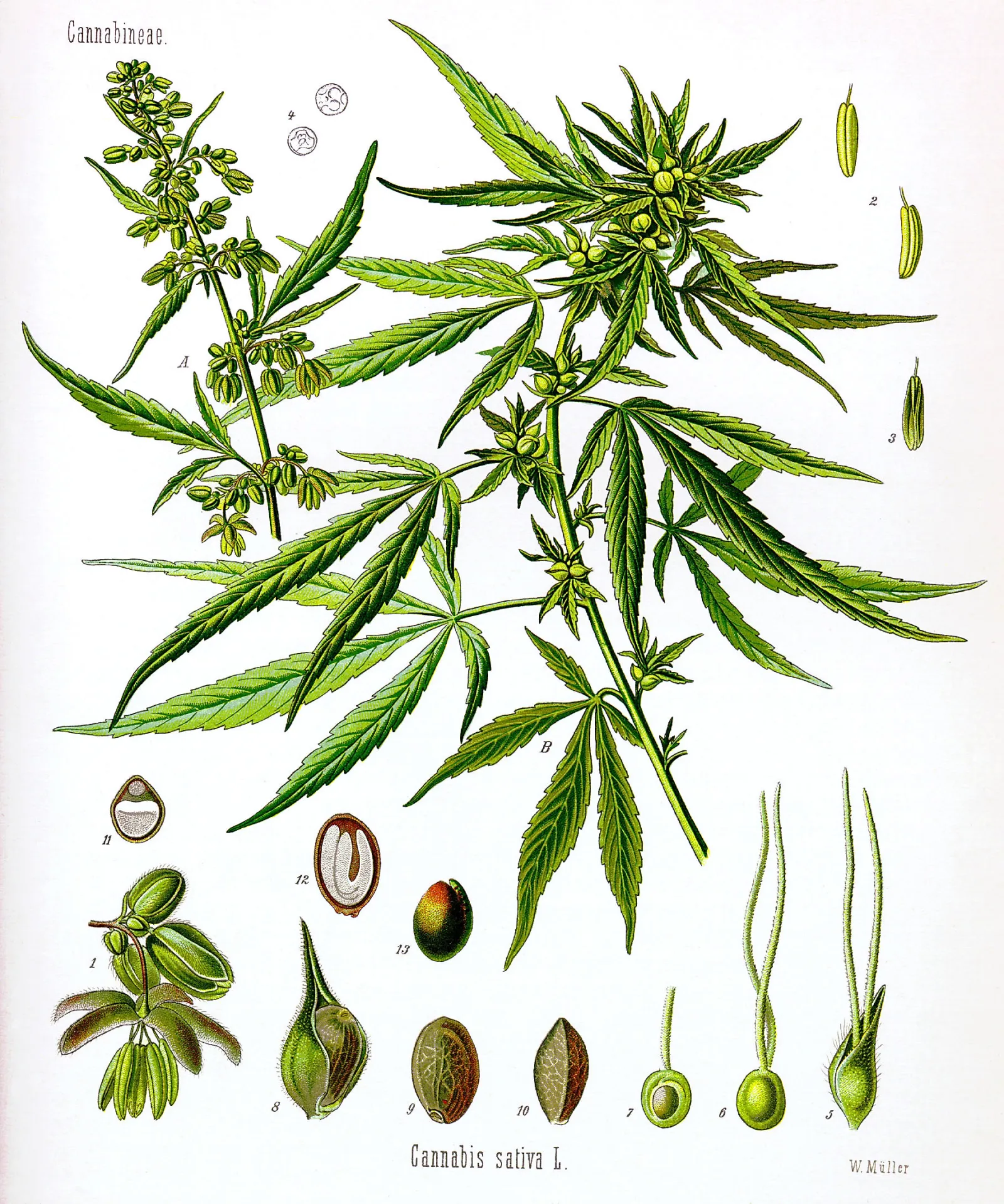 Historical botanical illustration of Cannabis sativa plant structures
