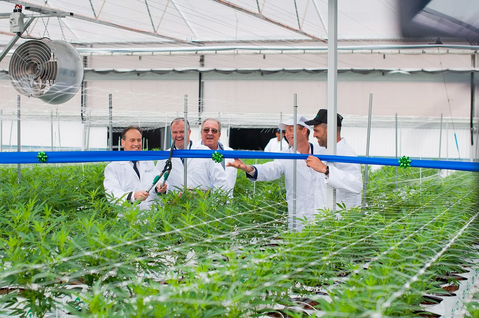 Licensed medical cannabis greenhouse with rows of young plants, trellising, air circulation, and cultivation staff