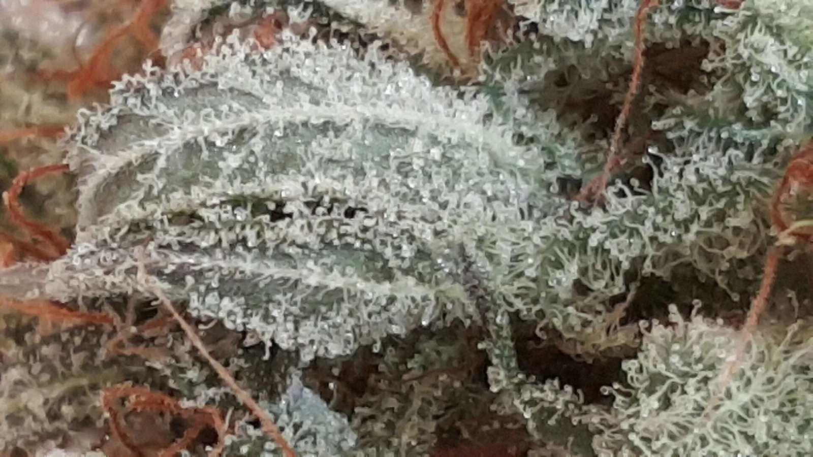 Macro photograph showing dense glandular trichomes on cannabis flower tissue