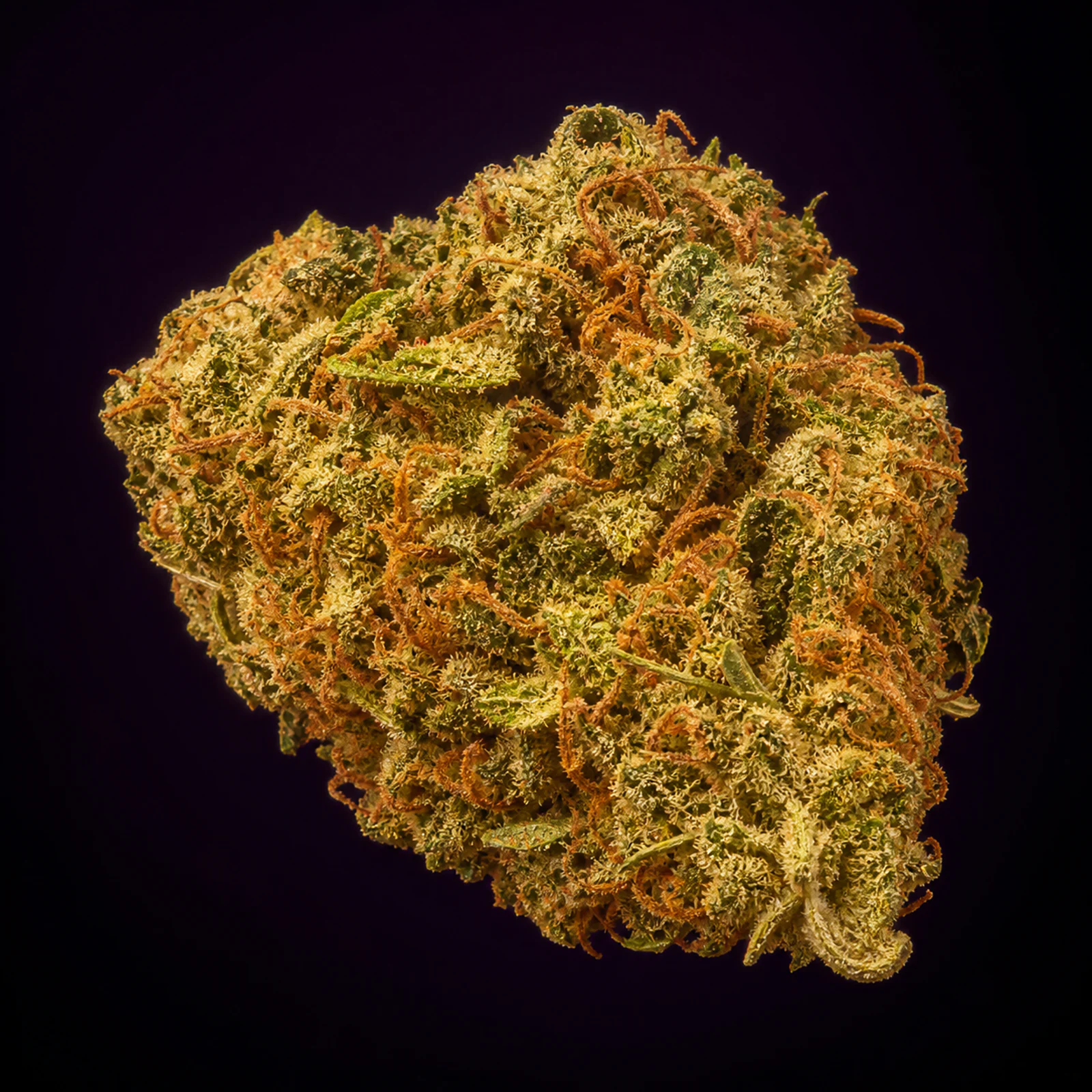 AI-assisted editorial reconstruction of Cherry AK-47 flower informed by published cultivar photography, showing olive-green calyxes and abundant burnt-orange pistils