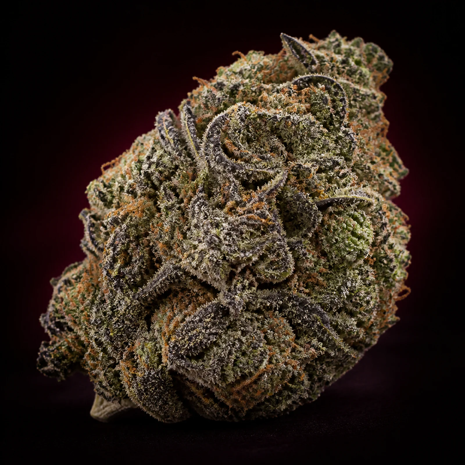 AI-assisted editorial reconstruction of Cherry Cookies flower informed by published cultivar photography, showing a dense dark green and plum Cookies-family structure