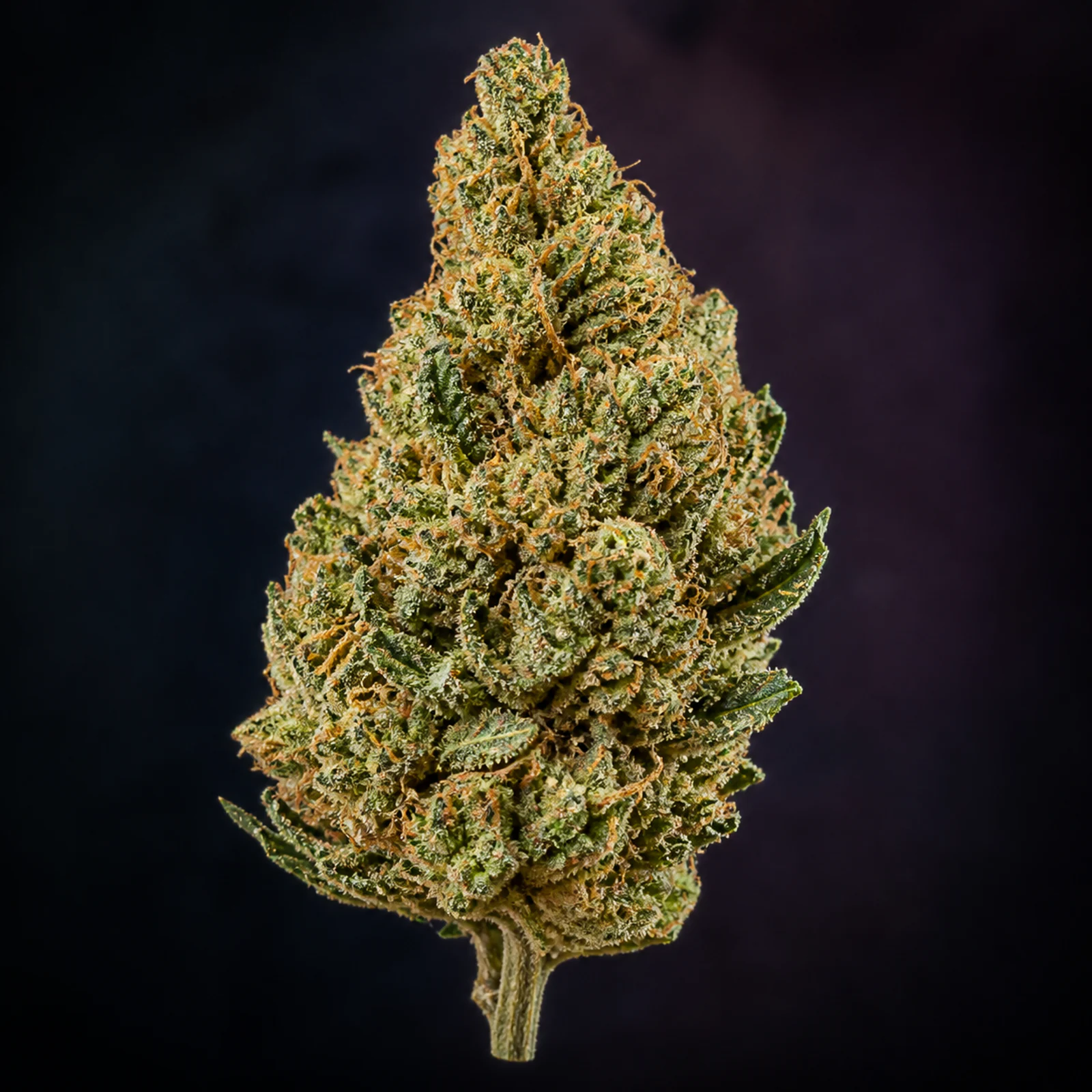 AI-assisted editorial reconstruction of Cherry Diesel flower informed by published cultivar photography, showing a tall green spear and wiry golden-orange pistils