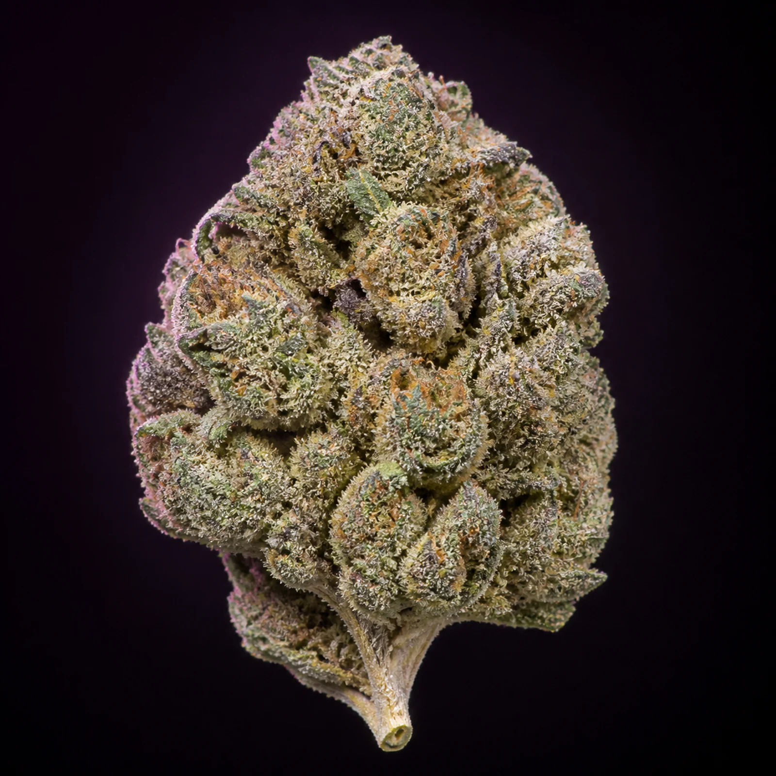 AI-assisted editorial reconstruction of Cherry Gelato flower informed by published cultivar photography, showing pale sage-green swollen calyxes and creamy trichome coverage