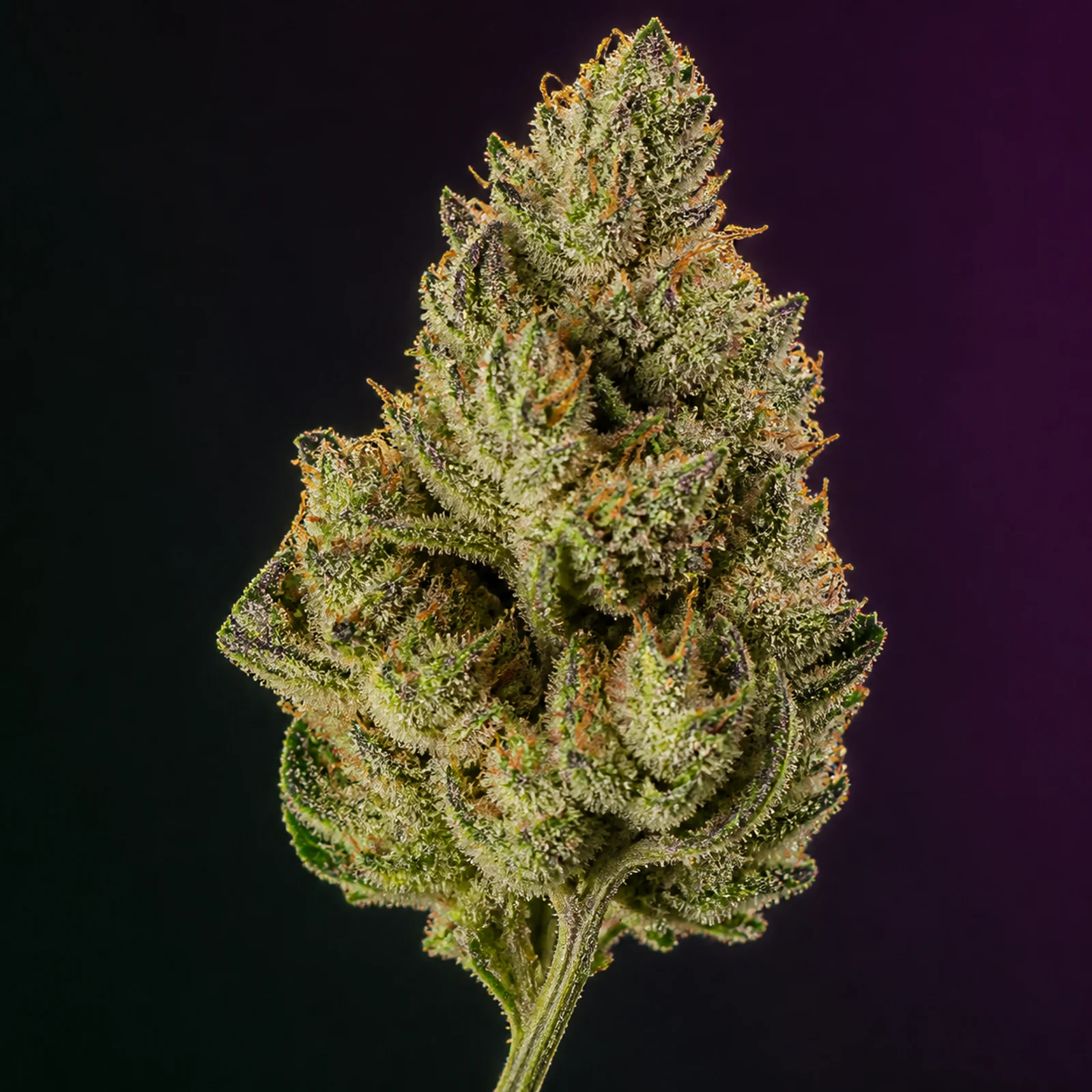 AI-assisted editorial reconstruction of Cherry Limeade flower informed by published cultivar photography, showing an elongated lime-green flower with subtle purple edges