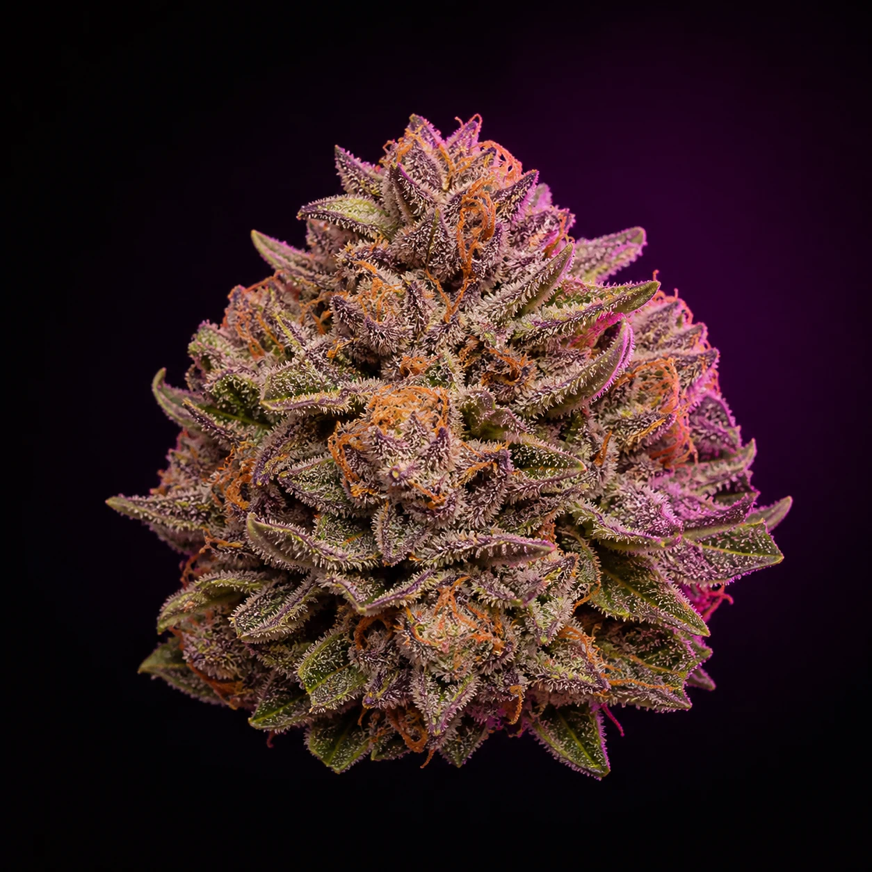 Representative high-resolution macro of a mature cannabis flower selected for the purple and berry cultivar family; not a verified photograph of Berry White