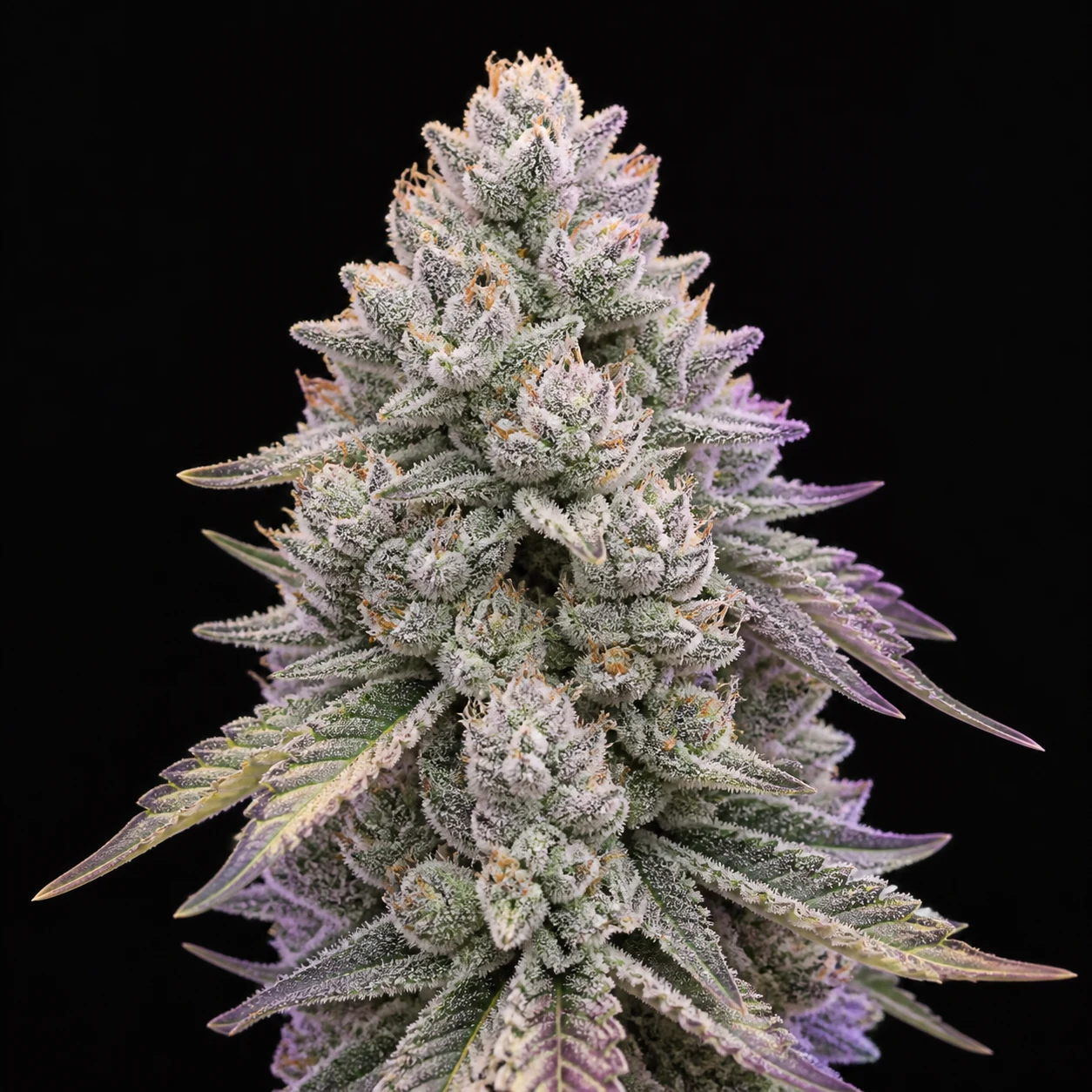 Representative high-resolution macro of a mature cannabis flower selected for the dessert and frost-forward cultivar family; not a verified photograph of Fluff Fumez