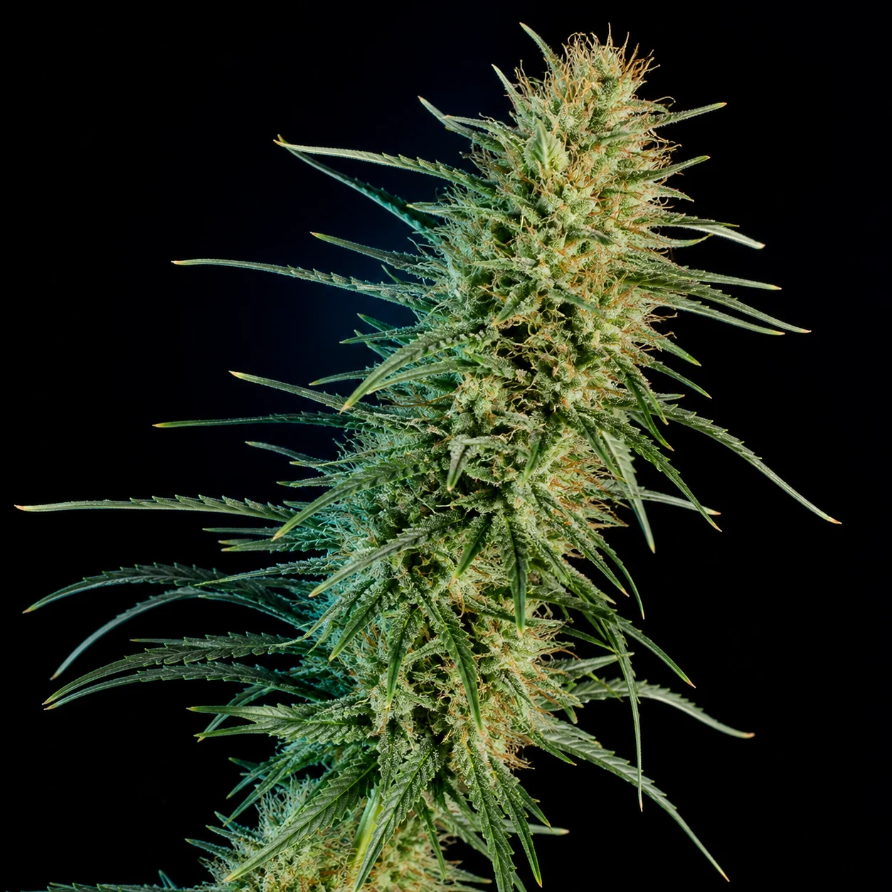 Representative high-resolution macro of a mature cannabis flower selected for the haze and narrow-leaf cultivar family; not a verified photograph of Double Dream