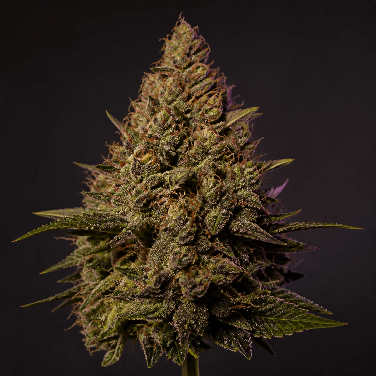Representative high-resolution macro of a mature cannabis flower selected for the kush and earth-forward cultivar family; not a verified photograph of Gasper