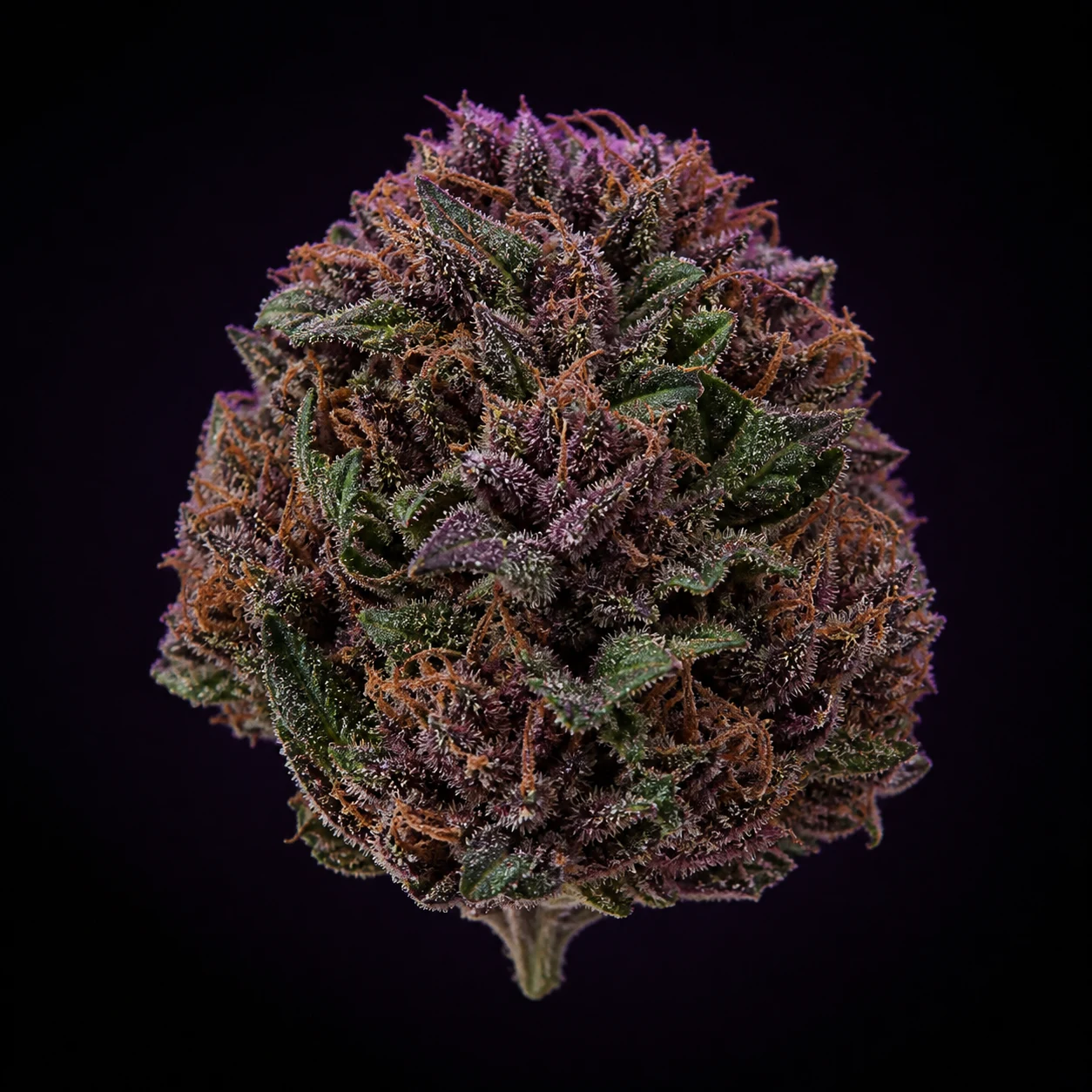 Representative high-resolution macro of a mature cannabis flower selected for the purple and berry cultivar family; not a verified photograph of 9 Pound Hammer