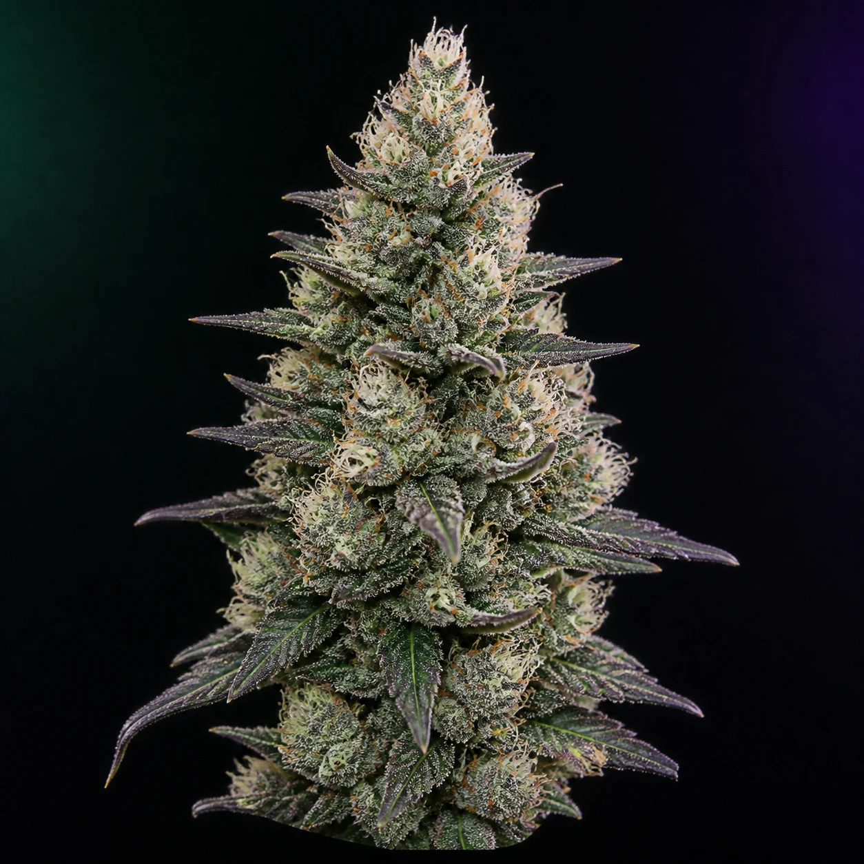 Representative high-resolution macro of a mature cannabis flower selected for the dessert and frost-forward cultivar family; not a verified photograph of Biscotti Pancakes