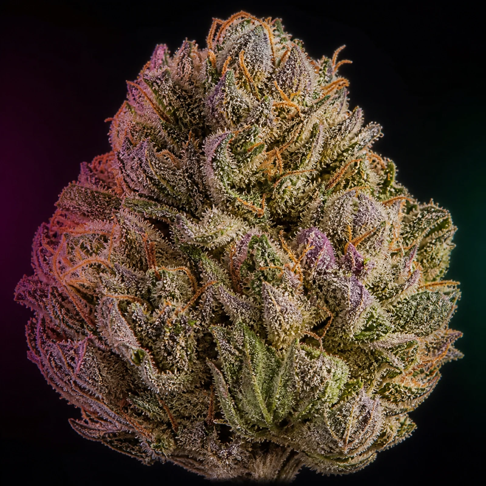Representative high-resolution macro of a mature cannabis flower selected for the candy-forward cultivar family; not a verified photograph of Gorilla Zkittlez
