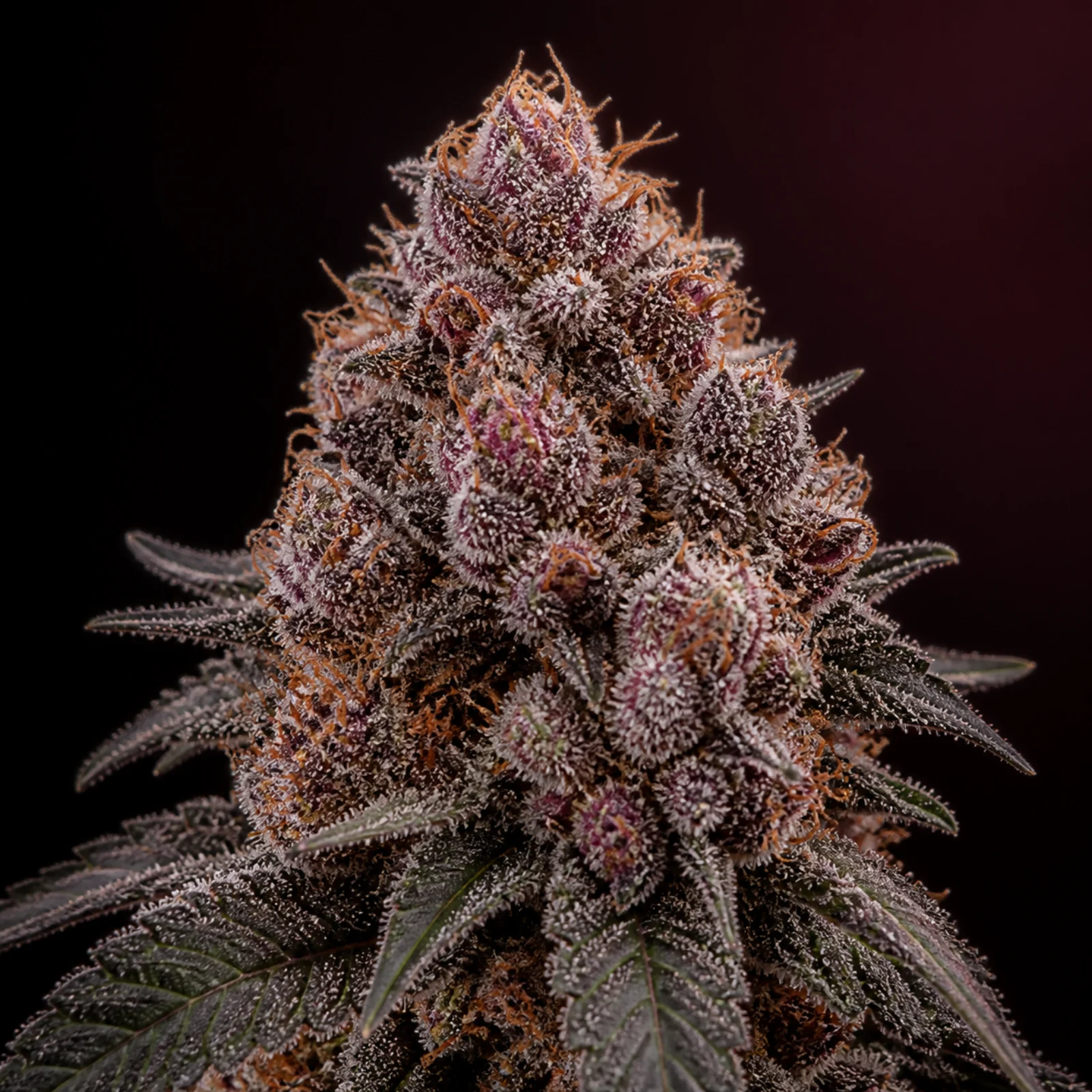Representative high-resolution macro of a mature cannabis flower selected for the cherry and red-fruit cultivar family; not a verified photograph of Red Hot Grapes
