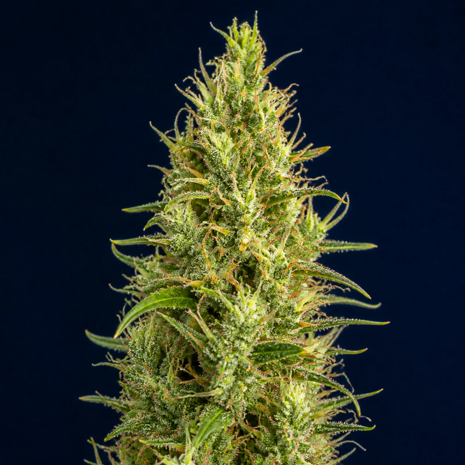 Representative high-resolution macro of a mature cannabis flower selected for the haze and narrow-leaf cultivar family; not a verified photograph of Cinderella 99