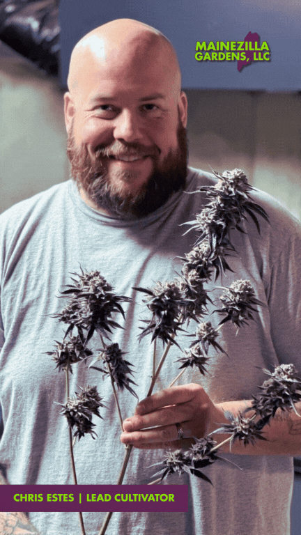 Chris Estes, lead cultivator at Mainezilla Cannabis in Lebanon, Maine, proudly holds freshly harvested cannabis flower with deep purple hues. His expertise in premium cultivation reflects the quality and care Mainezilla Gardens is known for.