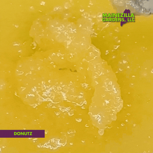 Golden yellow Donutz Badder concentrate with rich, creamy texture, representing the artistry and premium quality of Maine cannabis cultivation at its finest.