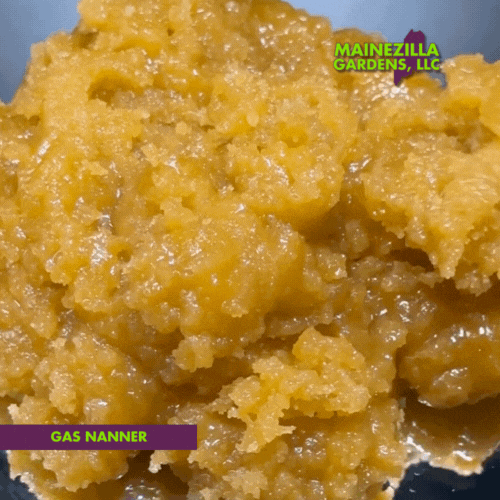 Rich orange-hued Gas Nanner Badder concentrate with a smooth, creamy texture, representing top-tier solventless extracts crafted by Mainezilla Gardens in Maine.