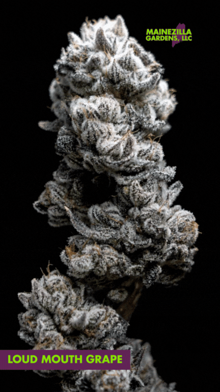 Thick, chunky Loud Mouth Grape cannabis bud covered in shimmering trichomes, showcasing bold purple and green colors, cultivated with care by Mainezilla Gardens.