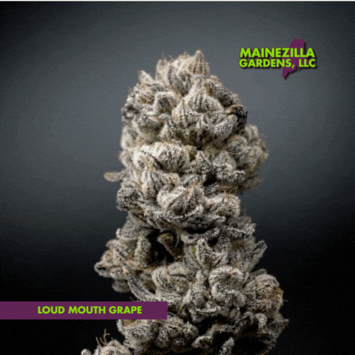 Loud Mouth Grape Pretty Maine Cannabis Facts Image