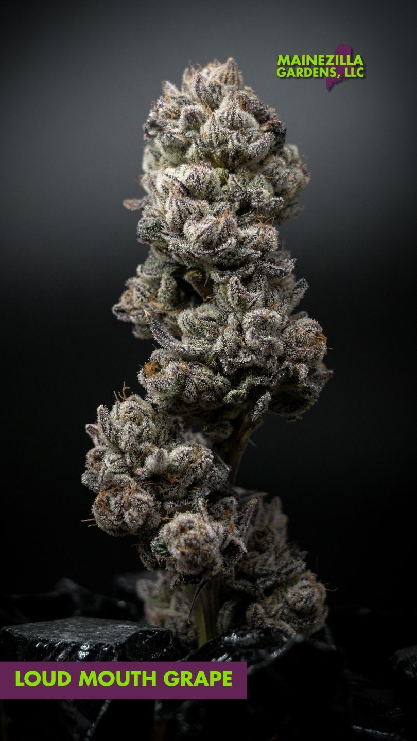 Full Loud Mouth Grape cannabis bud grown in Maine, showcasing vibrant coloration and resin-rich texture—available as part of Mainezilla’s wholesale Maine cannabis offerings.