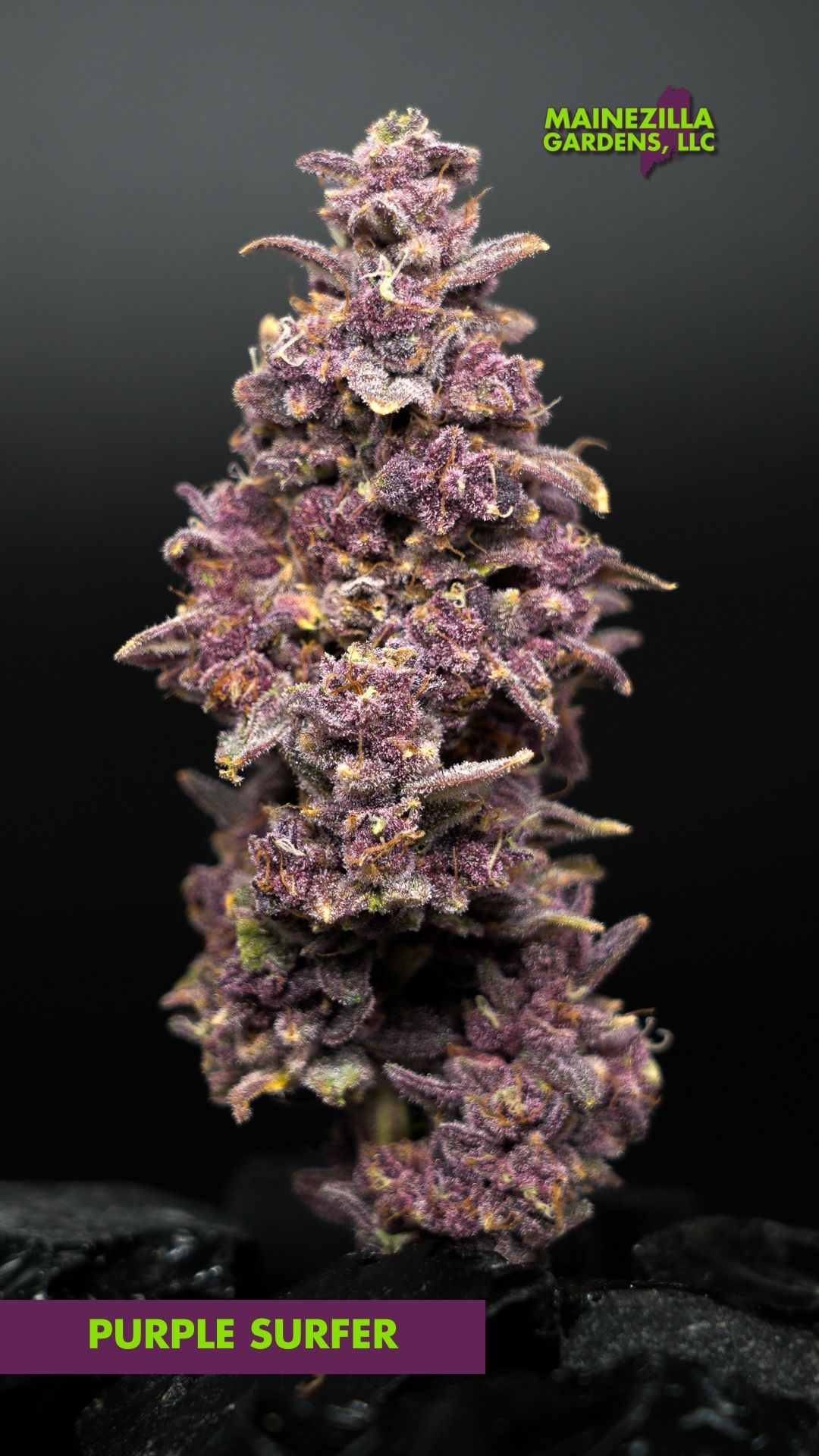 Indoor vs Outdoor Cannabis - Purple Surfer Indoor