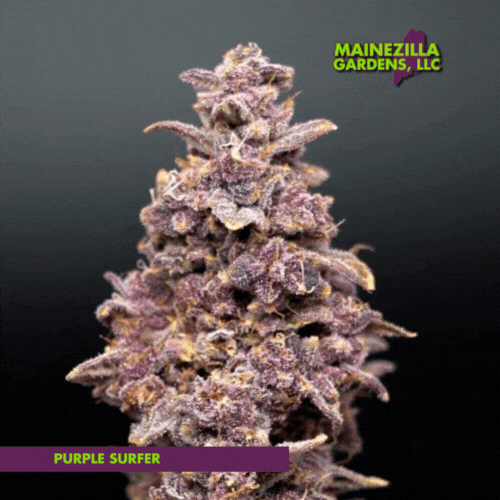 Purple Surfer 11 - Mainezilla 1x1