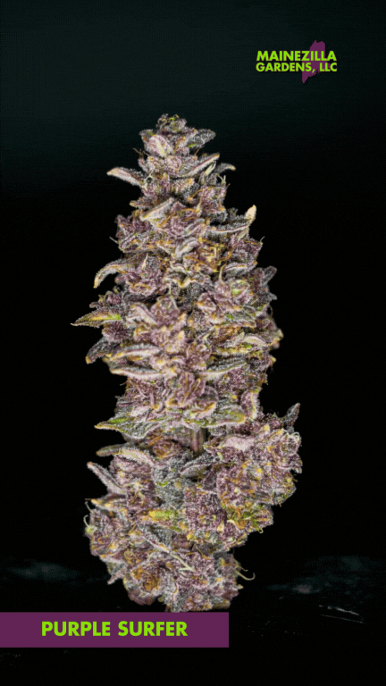 Large Purple Surfer cannabis bud with deep violet hues, frosty trichomes, and bold structure, showcasing the craft of premium Maine cannabis cultivation at Mainezilla Gardens.