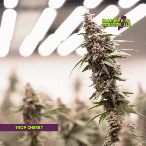 Video footage of Trop Cherry cannabis plants thriving in the pristine, climate-controlled environment of Mainezilla Gardens, highlighting expert Maine cannabis cultivation focused on premium medical flower.