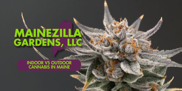 Indoor vs Outdoor Cannabis in Maine