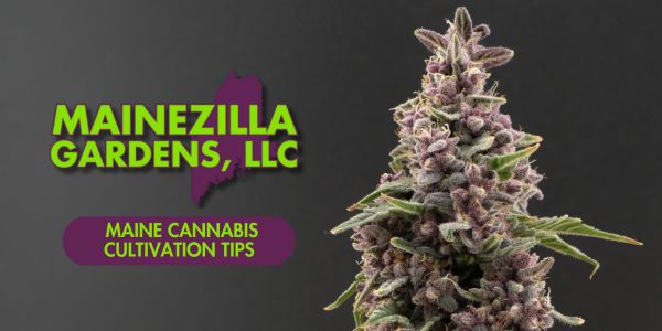 Top Cannabis Cultivation Tips for Maine