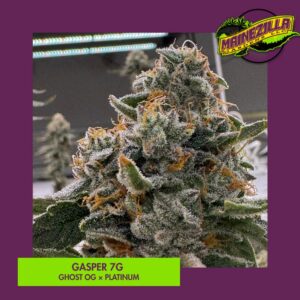 Gasper 7g Cannabis Flower - Maine - Mainezilla
