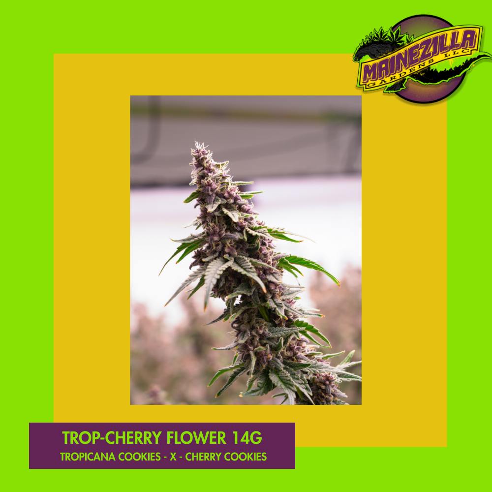 Trop Cherry 14g Maine Cannabis Flower